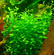 ЛИНДЕРНИЯ КРУГЛОЛИСТНАЯ (Lindernia rotundifolia)