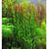 Эхинодорус Везувий / Echinodorus vesuvius