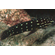 Julidochromis marlieri Halembe