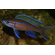 Paracyprichromis nigripinnis blue