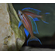 Paracyprichromis nigripinnis blue