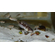 Lamprologus meleagris stappersi 2-2.5 см