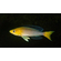 Cyprichromis leptosoma jumbo Yellow head