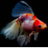ВУАЛЕХВОСТ ситцевый - Сarassius auratus