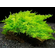 МОХ ТАЙВАНЬ - Taxiphyllum alternans