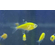 ТЕТРА ПРИСТЕЛЛА ЖЕЛТАЯ / ОРАНЖЕВАЯ ГЛОФИШ - Pristella glofish
