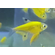ТЕТРА ПРИСТЕЛЛА ЖЕЛТАЯ / ОРАНЖЕВАЯ ГЛОФИШ - Pristella glofish