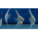 СКАЛЯРИЯ ДАНТУМ АЛЬБИНО - Pterophyllum sp. Dantum Albino