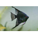СКАЛЯРИЯ ЧЕРНЫЙ ПИНОЙ СМОКИ - Pterophyllum scalare black pinoy smoke