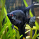 СКАЛЯРИЯ ЧЕРНЫЙ ПИНОЙ СМОКИ - Pterophyllum scalare black pinoy smoke
