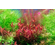 РОТАЛА СИНГАПУРСКАЯ - Rotala Singapore
