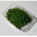 ХЕМИАНТУС КУБА - Hemianthus callitrichoides Cuba