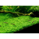ХЕМИАНТУС КУБА - Hemianthus callitrichoides Cuba