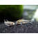 КОРИДОРАС ПИГМЕЙ - Corydoras pygmaeus