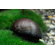 УЛИТКА КАСКА КОРИЧНЕВАЯ - Neritina sp. Military Helmet Snail отлично чистит аквариум 1шт на 20-30л