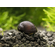 УЛИТКА КАСКА КОРИЧНЕВАЯ - Neritina sp. Military Helmet Snail отлично чистит аквариум 1шт на 20-30л