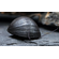 УЛИТКА КАСКА КОРИЧНЕВАЯ - Neritina sp. Military Helmet Snail отлично чистит аквариум 1шт на 20-30л