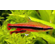 НАННОСТОМУС БЕКФОРДА КРАСНЫЙ - Nannostomus beckfordi red