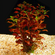 ЛЮДВИГИЯ БОЛОТНАЯ КРАСНАЯ - Ludwigia palustris red