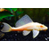 ПЛЕКОСТОМУС АЛЬБИНОС - Hypostomus plecostomus