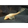ПЛЕКОСТОМУС АЛЬБИНОС - Hypostomus plecostomus
