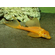 ПЛЕКОСТОМУС АЛЬБИНОС - Hypostomus plecostomus