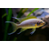 ДАФФОДИЛ - Neolamprologus pulcher Daffodil