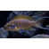 ДАФФОДИЛ - Neolamprologus pulcher Daffodil