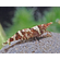 КРЕВЕТКА НИНДЗЯ - Caridina serratirostris Ninja Shrimp