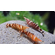 КРЕВЕТКА НИНДЗЯ - Caridina serratirostris Ninja Shrimp