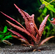 БАРКЛАЙЯ КЛУБЕНЬ ДЛИННОЛИСТНАЯ КРАСНАЯ - Barclaya longifolia 'Red' bulb