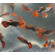 ГУППИ ШОТБОДИ КОИ - Guppy shoot body Koi Silverado