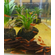 КРЕВЕТКА РОЗОВАЯ - Neocaridina