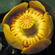 КУБЫШКА ЯПОНСКАЯ - Nuphar japonica