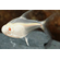 ТЕТРА ПРИСТЕЛЛА АЛЬБИНОС - Pristella maxillaris albino