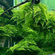 МОХ ГИГАНТ ЮЖНОЙ АМЕРИКИ на плитке - Moss sp. Giant South America
