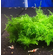МОХ ГИГАНТ ЮЖНОЙ АМЕРИКИ на плитке - Moss sp. Giant South America