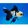 ОРАНДА ПАНДА - Carassius auratus Panda