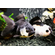 ОРАНДА ПАНДА - Carassius auratus Panda