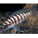 ЛАМПРОЛОГУС ЦИЛИНДРИКУС - Neolamprologus cylindricus
