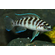 ЛАМПРОЛОГУС ЦИЛИНДРИКУС - Neolamprologus cylindricus