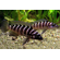 ЛАМПРОЛОГУС ЦИЛИНДРИКУС - Neolamprologus cylindricus