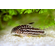 КОРИДОРАС НАПОЕНСИС, Напо, Напоэнзис - Corydoras Napoensis