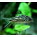 КОРИДОРАС НАПОЕНСИС, Напо, Напоэнзис - Corydoras Napoensis