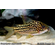 КОРИДОРАС НАПОЕНСИС, Напо, Напоэнзис - Corydoras Napoensis