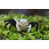 КРАБ БОРНЕО ПАНДА - Lepidothelphusa padawan Borneo Panda Crab