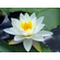 НИМФЕЯ ПРУДОВАЯ КОЛОССЕЯ ( БЕЛАЯ ) - Nymphaea colossea