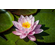 НИМФЕЯ МАДАМ ( РОЗОВАЯ ) - Nymphaea madam