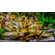 КРИПТОКОРИНА НУРИ - Cryptocoryne nurii