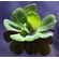 Пистия телорезовидная (Pistia stratiotes)